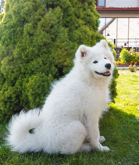 White Samoyed Pruce: A Symbol of Protection and Prosperity